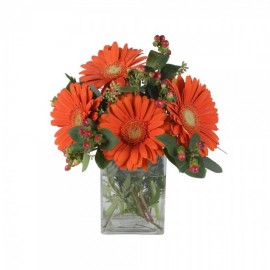 Le gerbera en fête